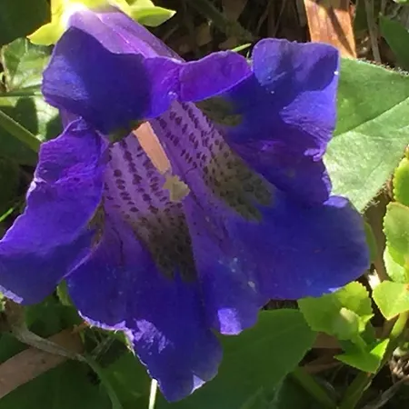 بيت للعطل Distel
