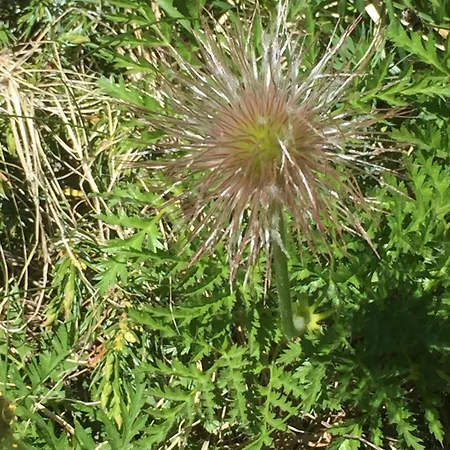 Distel *