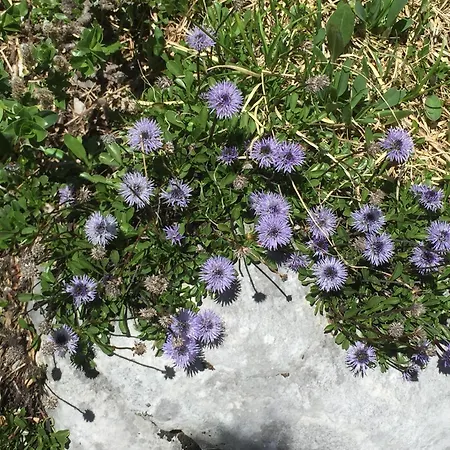 Distel בליצינגן