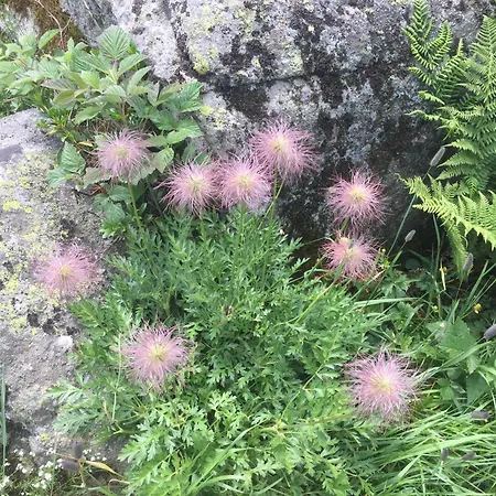 Distel * Goms