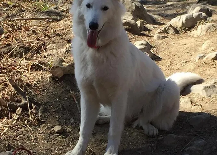 Distel Holiday home *