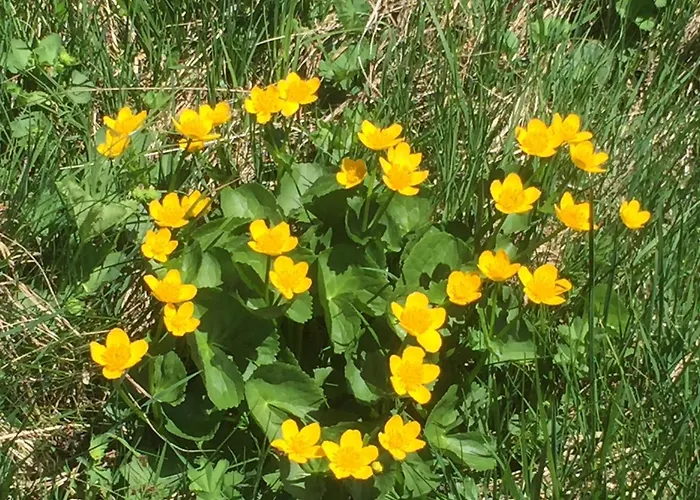 Distel Holiday home Goms