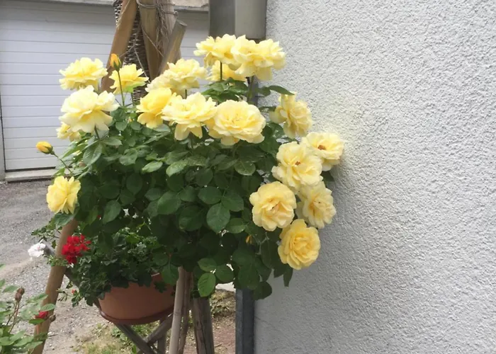 Distel Hébergement de vacances