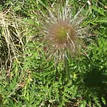 Distel *