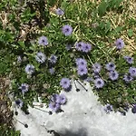 Distel Goms