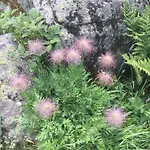Distel * Goms