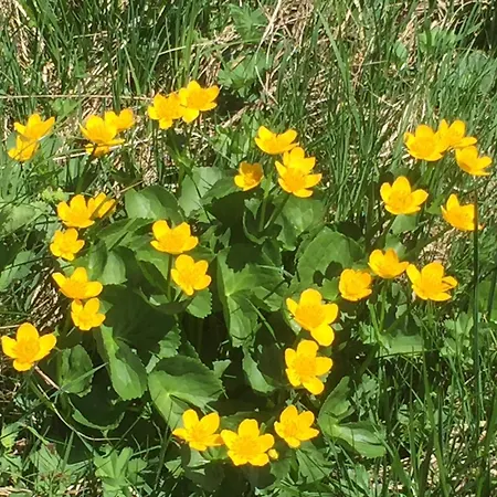 Distel Nyaraló Goms